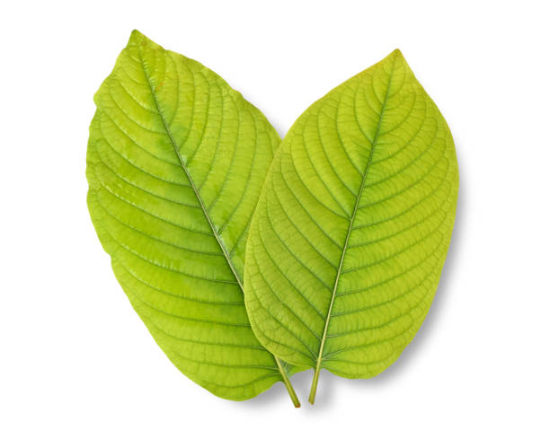 Choosing the Right Kratom for Your Needs When Shopping Online